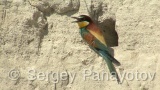 Video of European Bee-eater - European Bee-eater in nest period in Bulgaria